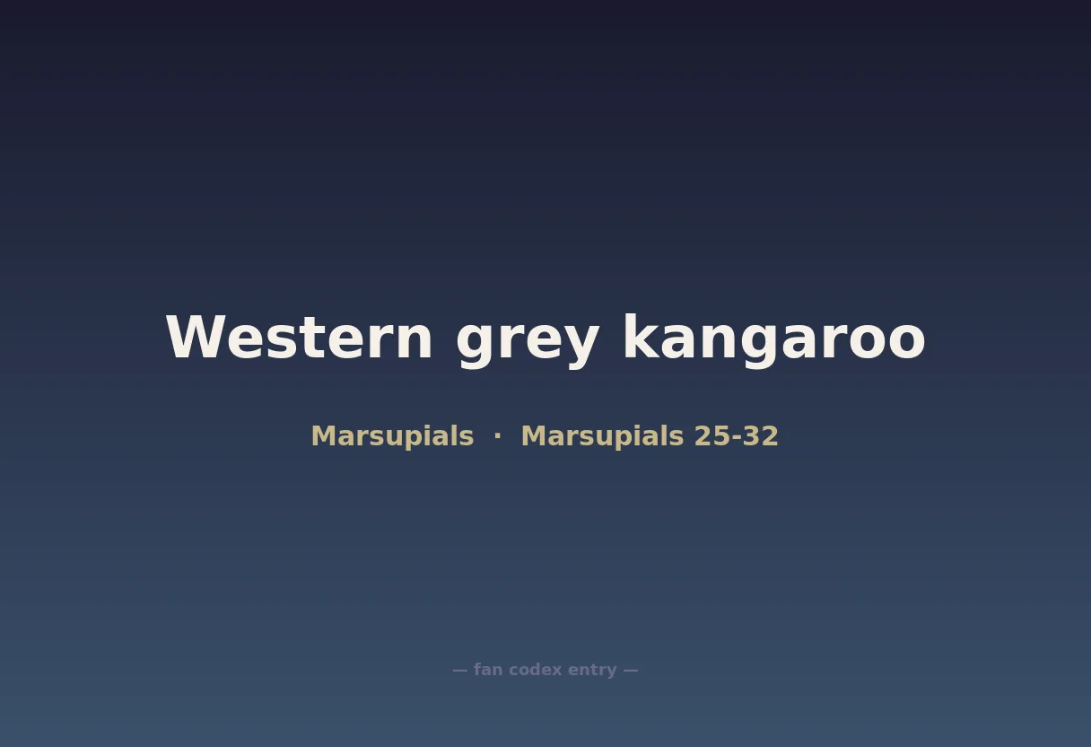 Western grey kangaroo